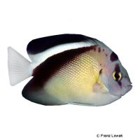 Griffis Kaiserfisch (Apolemichthys griffisi)