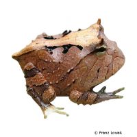 Großer Brasilianischer Hornfrosch (Ceratophrys aurita)