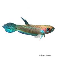 Großer Kampffisch (Betta unimaculata)