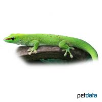 Großer Madagaskar-Taggecko (Phelsuma grandis)
