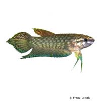 Großer Simor-Kampffisch (Betta simorum)