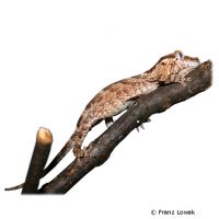 Höckerkopfgecko (Rhacodactylus auriculatus)