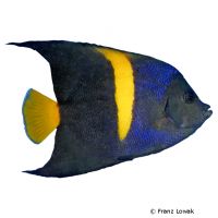 Halbmond-Kaiserfisch (Pomacanthus asfur)