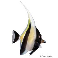 Halfterfisch (Zanclus cornutus)