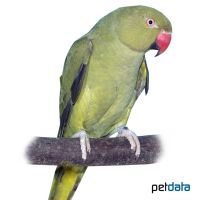 Halsbandsittich-Olive (Psittacula krameri)