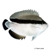 Hawaii-Kaiserfisch (Apolemichthys arcuatus)