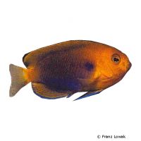 Hawaii-Zwergkaiserfisch (Centropyge fisheri)