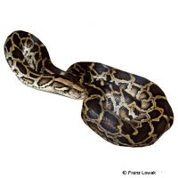 Heller Tigerpython (Python molurus)