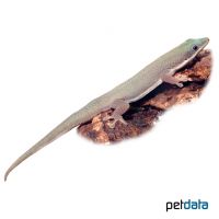 Hielschers Taggecko (Phelsuma hielscheri)