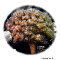 Himbeerkoralle (SPS) (Pocillopora damicornis)