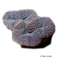 Hirnkoralle (LPS) (Lobophyllia robusta)