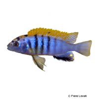 Hongi-Malawibuntbarsch (Labidochromis sp. 'Hongi')