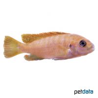 Hongi Orange-Malawibuntbarsch (Labidochromis sp. 'Hongi Orange')