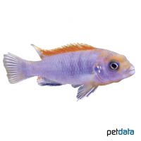 Hongi Red-Malawibuntbarsch (Labidochromis sp. 'Hongi Red')