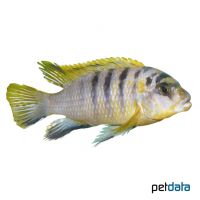 Hongi Yellow-Malawibuntbarsch (Labidochromis sp. 'Hongi Yellow')