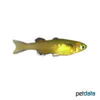 Honig-Regenbogenfisch (Pseudomugil mellis)