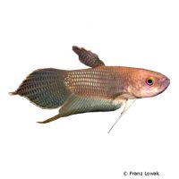 Ibanorum-Kampffisch (Betta ibanorum)