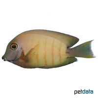 Indik-Mimikrydoktor (Acanthurus tristis)