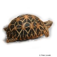 Indische Sternschildkröte (Geochelone elegans)