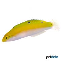 Indischer Kanarien-Lippfisch (Halichoeres leucoxanthus)