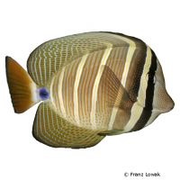 Indischer Segelflossendoktorfisch (Zebrasoma desjardinii)
