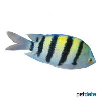 Indo-Pazifischer Feldwebelfisch (Abudefduf vaigiensis)