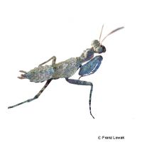 Indonesische Rindenmantis (Theopompa servillei)