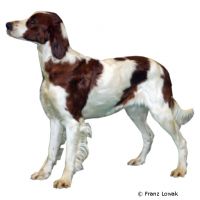 Irish Red and White Setter ()