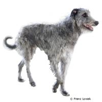 Irish Wolfhound ()