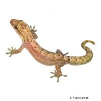 Jungferngecko (Lepidodactylus lugubris)