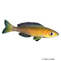 Kärpflingscichlide (Cyprichromis leptosoma)