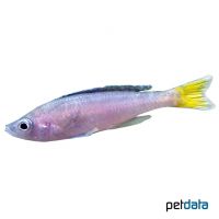 Kärpflingscichlide-Mupulungu (Cyprichromis leptosoma 'Mpulungu')