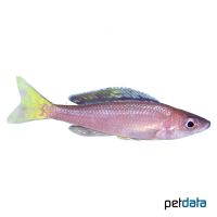 Kärpflingscichlide-Utinta (Cyprichromis leptosoma 'Utinta')