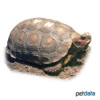 Köhlerschildkröte (Chelonoidis carbonarius)