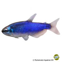 Königssalmler-Super Blau (Inpaichthys kerri 'Super Blau')