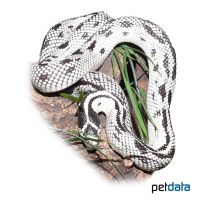 Kalifornische Königsnatter High White (Lampropeltis californiae)