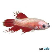 Kampffisch Crowntail ♀ (Betta splendens 'Crowntail' ♀)