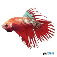 Kampffisch Crowntail Red (Betta splendens 'Crowntail Red')