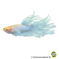 Kampffisch Crowntail White (Betta splendens 'Crowntail White')