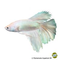 Kampffisch Half Moon White (Betta splendens 'Half Moon White')