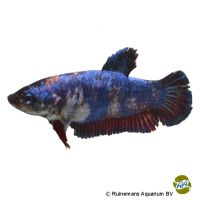 Kampffisch King ♀ (Betta splendens 'King' ♀)