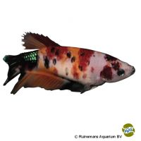 Kampffisch Plakat Koi Nemo ♀ (Betta splendens 'Plakat Koi Nemo' ♀)