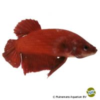 Kampffisch Plakat Solid Red (Betta splendens 'Plakat Solid Red')