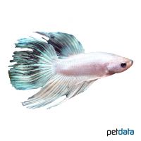 Kampffisch Platinum (Betta splendens 'Platinum')