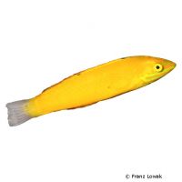 Kanarien-Lippfisch (Halichoeres chrysus)