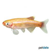 Kardinalfisch-Gold (Tanichthys albonubes 'Gold')