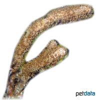 Karibische Fingerkoralle-Brown (Briareum asbestinum 'Brown')