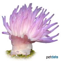 Karibische Goldrose Pink (Condylactis gigantea)