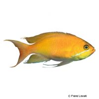 Kashiwe-Fahnenbarsch (Pseudanthias kashiwae)