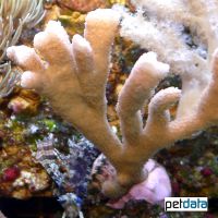 Katzentatzen-Koralle (SPS) (Psammocora spp.)